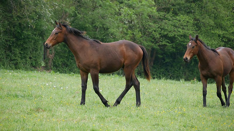 horse breeding work