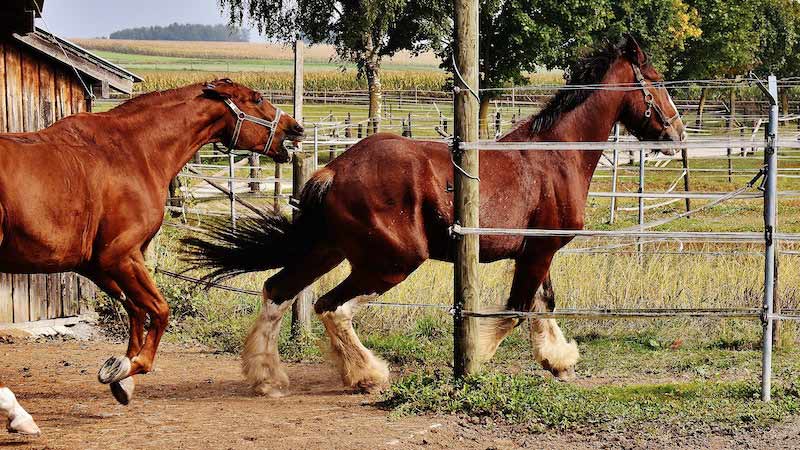 horse breeding profitable in India