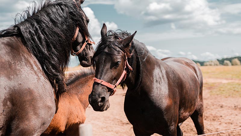 Horse Breeders