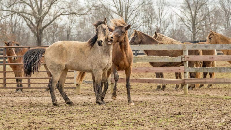 Sire And Dam In Horse