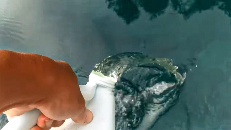 Using Household Bleach in Pools