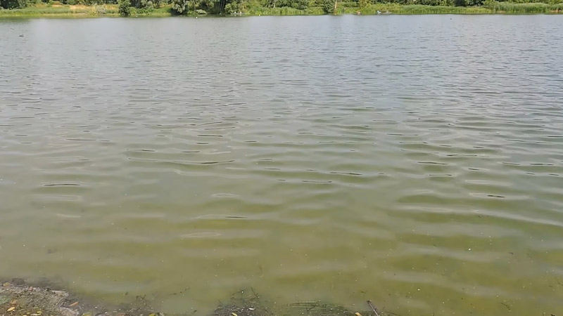 Is It Safe to Swim in a Pond With Algae?