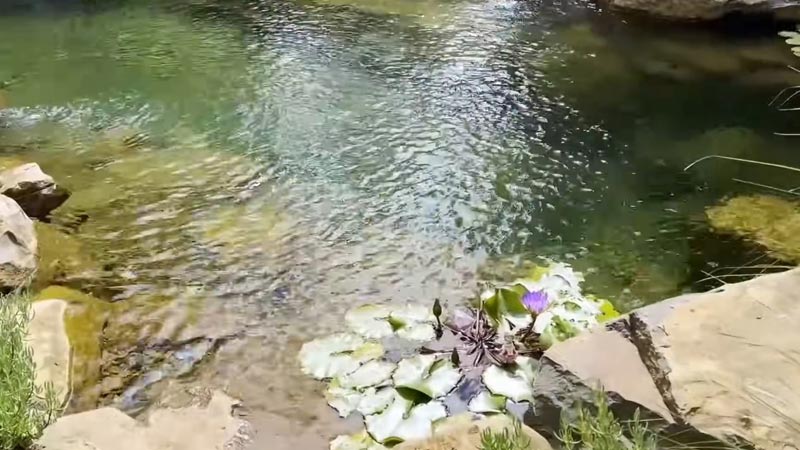 Is It Safe to Swim in Farm Ponds?