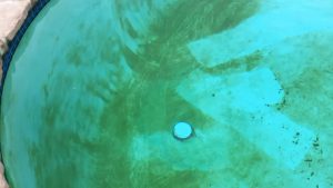 Mystery Resolved: What Causes Yellow Stains in Swimming Pools? - Metro ...