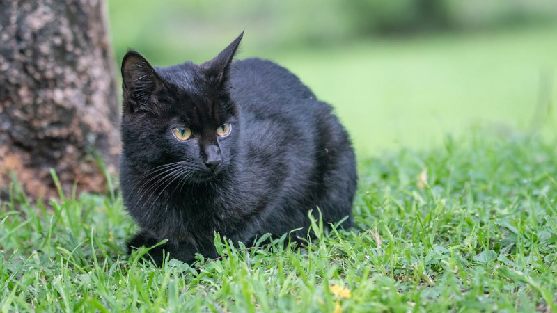 The Black Cat Curse
