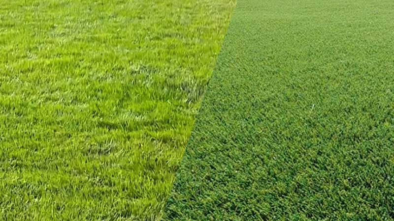 NFL Grass Vs Artificial Turf